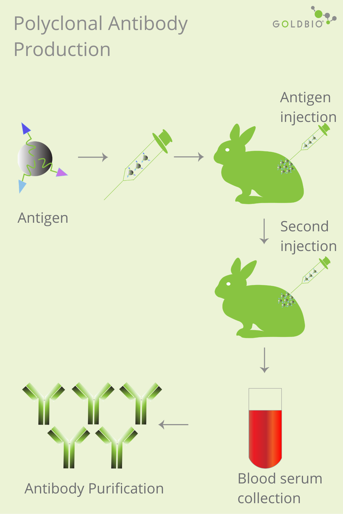 An Overview of Polyclonal and Monoclonal Antibodies Their Differences